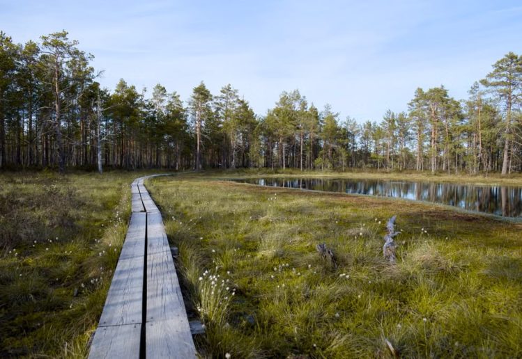 A serene boardwalk leading through a lush, tranquil forest and marshland, reflecting a clear sky.