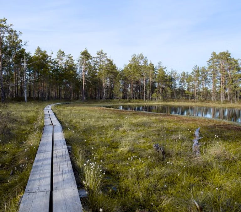 A serene boardwalk leading through a lush, tranquil forest and marshland, reflecting a clear sky.